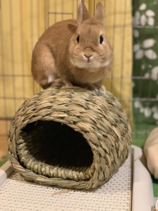 Timothy hay Bungalow tay dệt thủ công wicker cỏ biển Nhà Vật nuôi/Thỏ thảm cỏ/hamster ẩn nhà Việt Nam với giá tốt nhất - Product Image 2