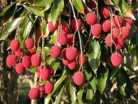 Vietnam Verse Lychee-Beste Prijs Van Het Seizoen