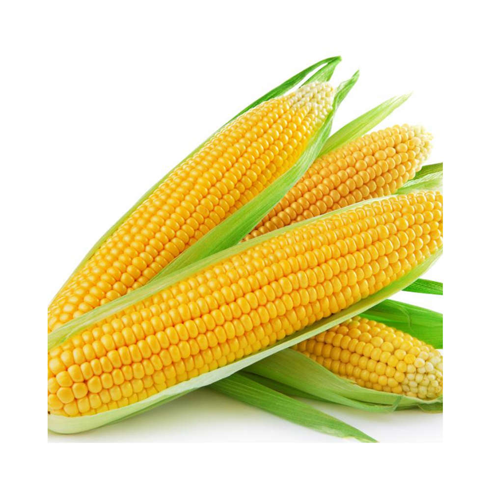 bulkdriedindiancorn