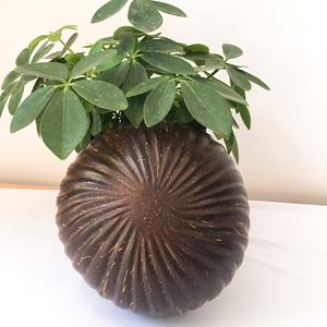 Cuenco de coco natural, cuenco de gran calidad, superventas, de Vietnam - Product Image 3