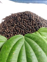 VIETNAMESISCHER SCHWARZER PFEFFER 550G/L 500 G/L Maschinengereinigte Getrocknete Schwarze Samen in Großmengen BESTSELLER Gewürze SUNRISE INS 2 Jahre Haltbarkeit