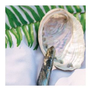 เปลือกหอยเป๋าฮื้อสีธรรมชาติจากทะเลเวียดนาม - Product Image 4
