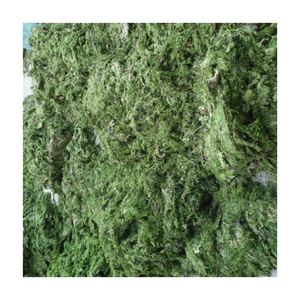 Venta caliente verde ulva lactuca tiras/Aonori aosa algas marinas para la alimentación animal/fertilizante Viet Nam 0084817092069 WS - Product Image 1