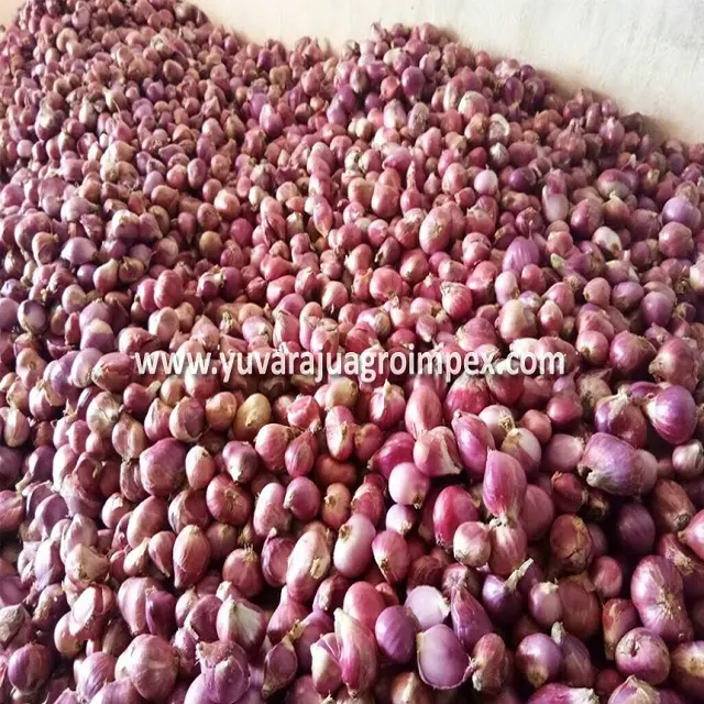 Small Onion Suppliers / Exporters / Wholesales In India