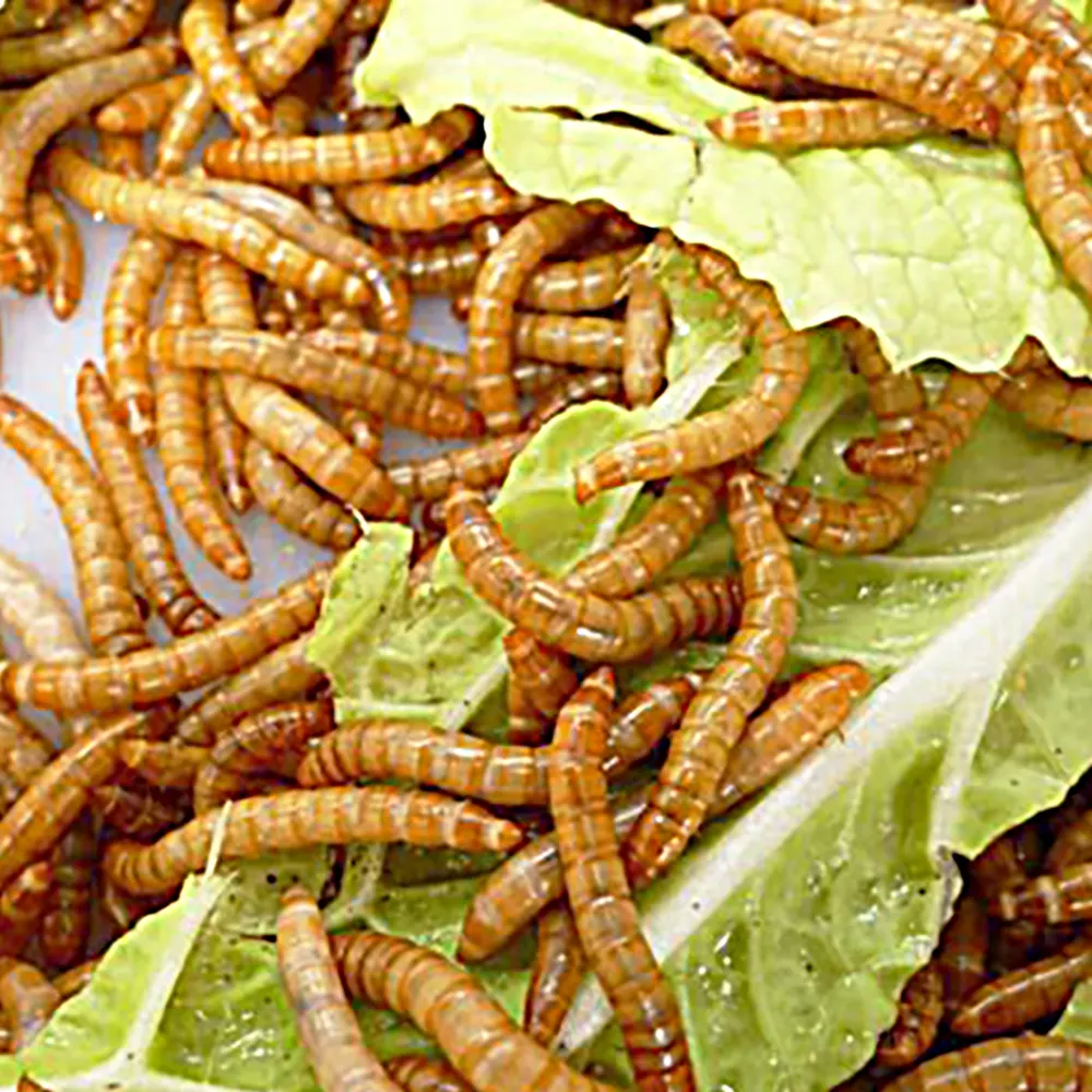 червяков еды. личинка мучного червя. жареные бамбуковые черви. необычные блюда из насекомых. мучной червь.