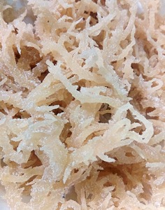 MOUSSE DE MER IRISH SEA MOSS COTTONII/ FOURNISSEUR DE MOUSSE DE MER au VIETNAM/ Mme Lily - Product Image 1