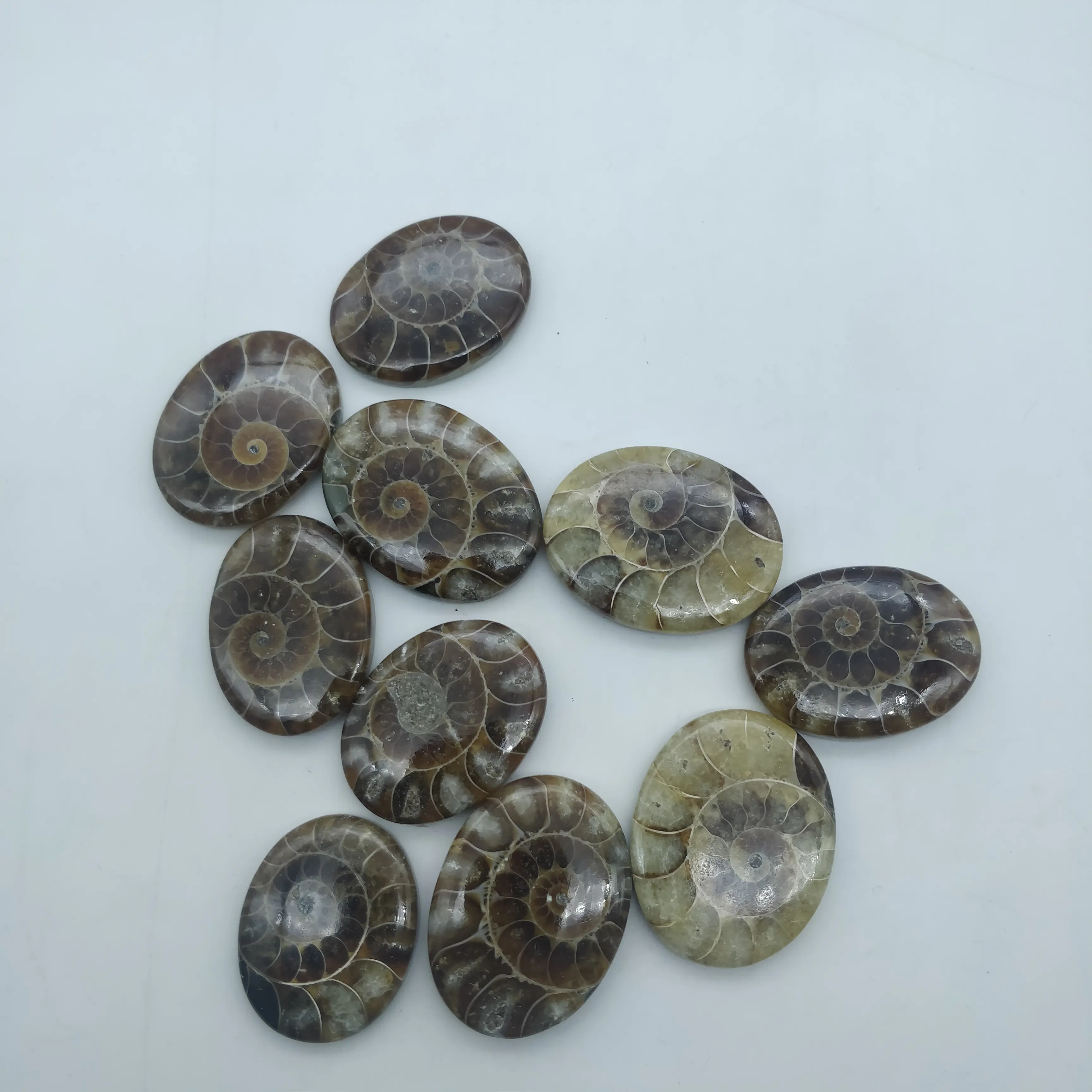Cabochon Ammonite Halus Alami Dalam Berbagai Ukuran