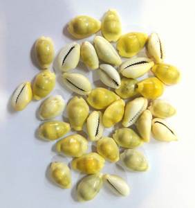 เปลือกหอยคาวรีสีเหลืองธรรมชาติ เปลือกหอยคาวรีสีเหลืองเงิน ขายส่งจำนวนมาก เปลือกหอยคาวรีขายดีที่สุดในเวียดนาม - Product Image 2