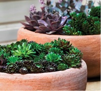 Pots en terre cuite pas chers - Pot en terre cuite - Bol en argile - Jardinière - Poterie en gros - Jarre ronde