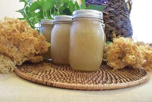 Algues marines séchées sans sel / Gel d'algues marines irlandaises du Vietnam / Amy +84 383 655 628 - Product Image 6