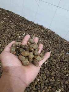 ส่งออกเมล็ดสเตรคิวเลีย ลิคโนโฟรา / ยางหวานไต้หวัน / เมล็ดมาลวา ราคาถูก คุณภาพสูง ราคาดีที่สุด - Product Image 2