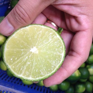 <b>FRESH</b> LEMON Green <b>Fresh</b> Lime/Seedless Lemon Premium Quality Customizable Weight (Contact Ms Helen +84 388 130 303) - Product Image 3