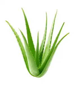 Feuille d'aloe VERA de haute qualité et au prix le plus bas 2023-vente en gros de produits agricoles de NAVALO