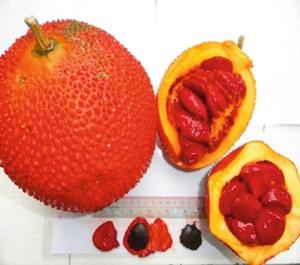 100% fabriqué à partir d'huile de gac naturelle pour l'huile de gac fraîche Extrait de plantes pures Huile de gac Bonne application de suppléments alimentaires pour la santé - Product Image 6