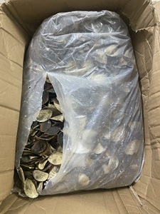 Operculum de Concha Marina Murex / Caracol Murex / Concha de Operculum Seca Onycha - Product Image 6