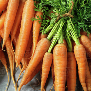 fresh carrot from vietnam