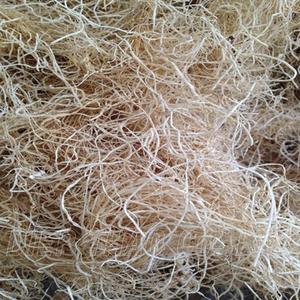 GRACILARIA VIETNAMITA FRESCA CON ALTA CALIDAD // Ámbar - Product Image 4