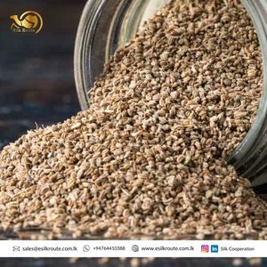 Hạt Giống Cần Tây Khô Các Loại Thảo Mộc Tươi Mới Nhất Hàng Mới Về Bán Trực Tiếp Từ Nhà Máy - Product Image 4