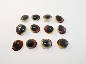 Coquilles de chat vert, coquillages, opercule 1 2 1, artisanat, décoration, RARE, en vrac, à vendre en ligne - Product Image 2