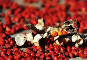 Superfina Michelia tonkinensis de Vietnam - Product Image 5