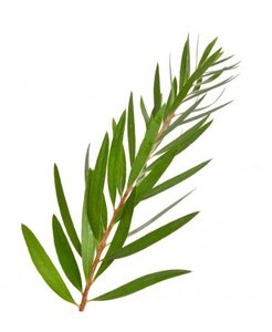 Huile essentielle de Niaouli pour produits de soins de beauté - Product Image 1