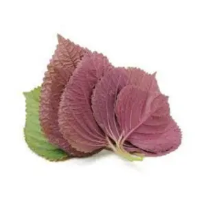 TOP SALE BEST QUALITY High quality FRESH PERILLA LEAF 100% organic with best price 2023 from Vietnam (wholesale)