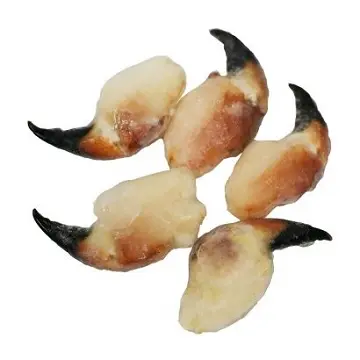 Frozen Seafood Good Price Conch Meat