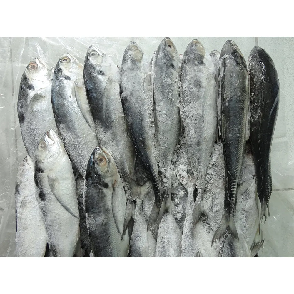 سمك الماكريل الهندي المجمد حجم منظف بالكامل 450gr | منتجات صادرات الطعام الفيتنامية | IQF | سعر رخيص | سمك الماكريل الهندي