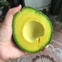 AVOCADO ताजा/Aguacate/PALTA HASS, ताजा फल और Hass Avocados के लिए बिक्री