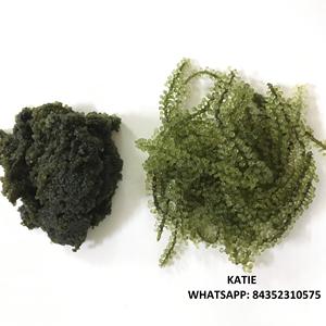 Raisins de mer / Caviar vert - Amber +84383004939 - Product Image 5