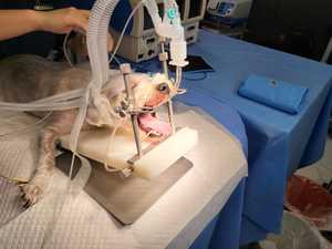 Conejo de mesa, roedor y perro pequeño, mordaza de boca de mesa hecha en acero inoxidable CE - Product Image 4