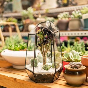 Irregular de cristal de vidrio hecho a mano plantas de aire titular de mesa en miniatura contenedor plantador de caja - Product Image 5