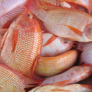 Hot Selling Goedkope Prijs Bevroren Paard Makreel (Trachurus Japonicus) (Trachurus Trachurus) | Jurel | Carapau | Chinchard - Product Image 1