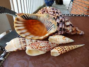 Conchas de CROWIE KAUDI, color amarillo NATURAL - Product Image 4