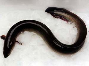 FROZEN <strong>EEL</strong> FISH for SALE
