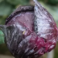 2021 chinese fresh round cabbage/flat cabbage/ purple cabbage