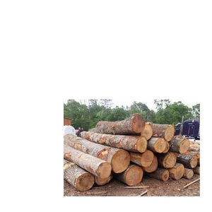 Madera aserrada registros/haya registros de venta en Europa a bajo costo - Product Image 4