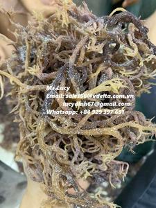 มอสทะเลสีม่วงอบแห้งในเวียดนาม/มอสทะเลไอริชแบบแห้งคุณภาพสูง/ดอกลิลลี่ MS - Product Image 4