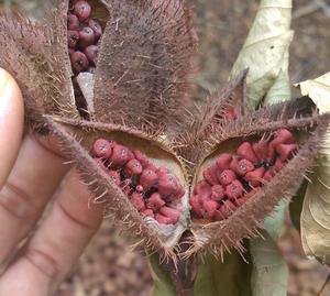 Annatto vietnamien de haute qualité-Prix bon marché/Annatto séché biologique à haute valeur nutritive/Shyn Tran - Product Image 4