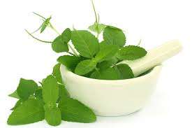 Hidrosol de albahaca con aroma revitalizante, destilado por vapor, certificado GMP - Product Image 3