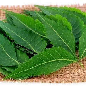 NEEM LEAF POWDER/ AZADIRACHTA INDICA POWDER/ NEEM LEAF EXTRACT