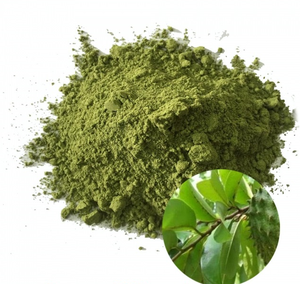 HOJAS DE URENSA SECAS AL MEJOR PRECIO/HOJAS DE GRAVIOLA CON BUENA CALIDAD (Shyn Tran) - Product Image 6