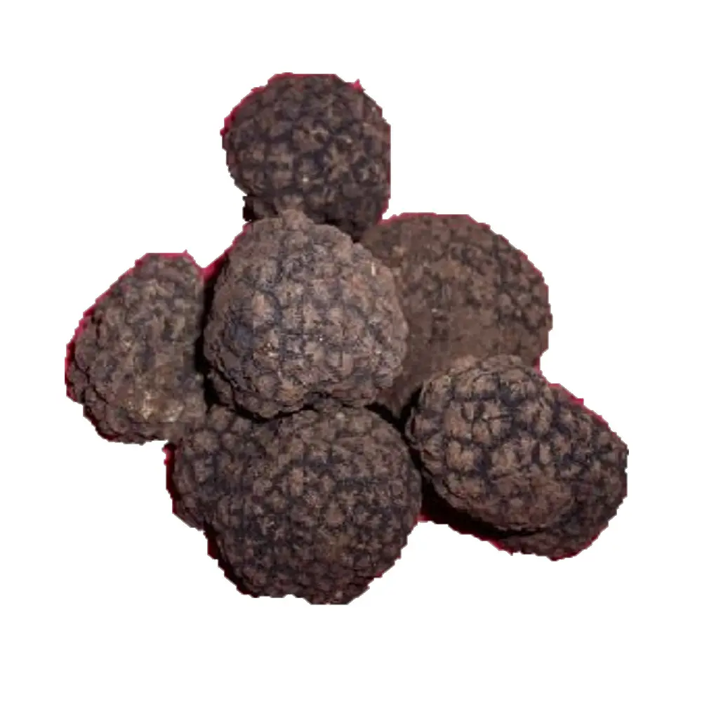 Truffle tartufo afrodisíaco preto, selvagem da itália fresca