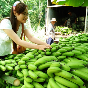 Viet Nam Organic Cavendish <b>Banana</b> with EU Exporrt - Standard - Product Image 6
