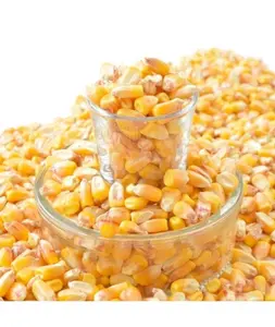 非转基因黄玉米/玉米饲料1级 | 黄玉米玉米动物饲料100% 便宜质量