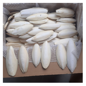 Os de poisson de seiche blanc du vietnam, minéraux pour les oiseaux et les reptiles, médecine traditionnelle, - Product Image 6