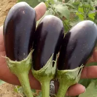 新鮮な白ナス新鮮な黒ナス新鮮な野菜