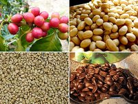 Rapicht — café café de grains durée à l'épreuve des balles, café bodum thule, Premium, grains organiques à rôti moyen, du VietNam