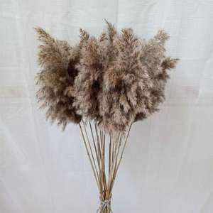 <span class=keywords><strong>Pampa</strong></span> Natural seca para decoración del hogar, hierba pequeña para decoración de boda, gran oferta de Amazon Ins - Product Image 2