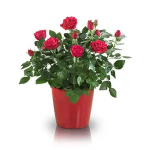 Leading Exporter of Rose Plants from India